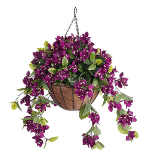 Hanging Basket Purple Bouganvillea Product Image